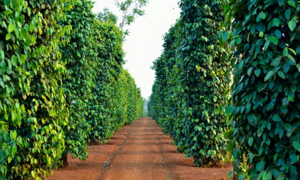 Giá tiêu hôm nay 16/3: Đi ngang