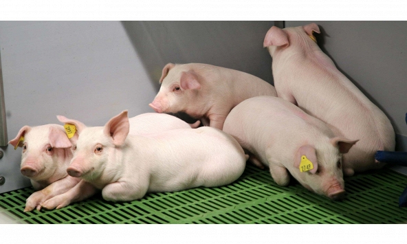 Giá heo hơi hôm nay 16/3: Ổn định trong khoảng 56.000 – 59.000 đồng/kg