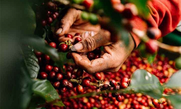 Giá cà phê hôm nay 18/3: Tiếp đà tăng