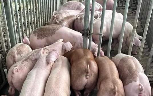 Giá heo hơi hôm nay 19/3: Giữ nguyên khung giá 57.000 – 59.000 đồng/kg