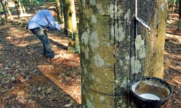 Giá cao su hôm nay 19/3: Đồng loạt tăng