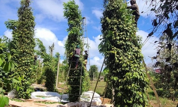 Giá tiêu hôm nay 20/3: Tăng 500 đồng/kg tại một số địa phương