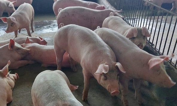 Giá heo hơi hôm nay 20/3: Miền Bắc tăng lại