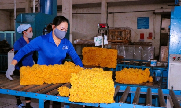 Giá cao su hôm nay 20/3: Ổn định