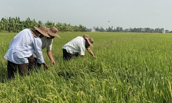 375 triệu USD hỗ trợ hạ tầng kỹ thuật cho lúa carbon thấp vùng Đồng bằng sông Cửu Long
