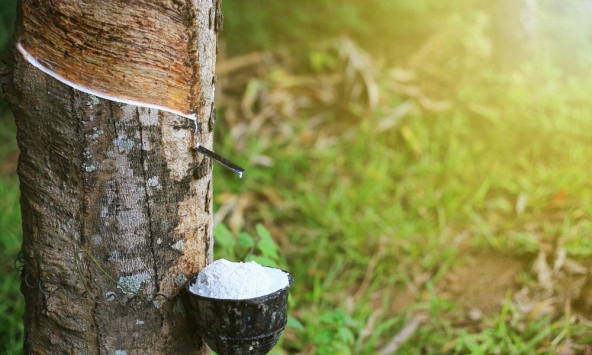 Giá cao su hôm nay 21/3: Biến động trái chiều