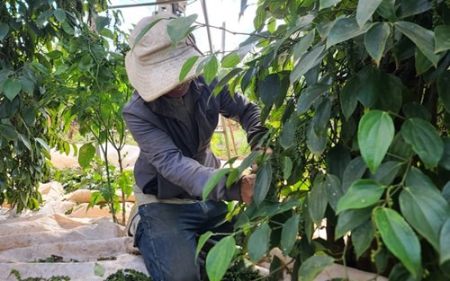 Giá tiêu hôm nay 21/3: Giảm 500 đồng/kg