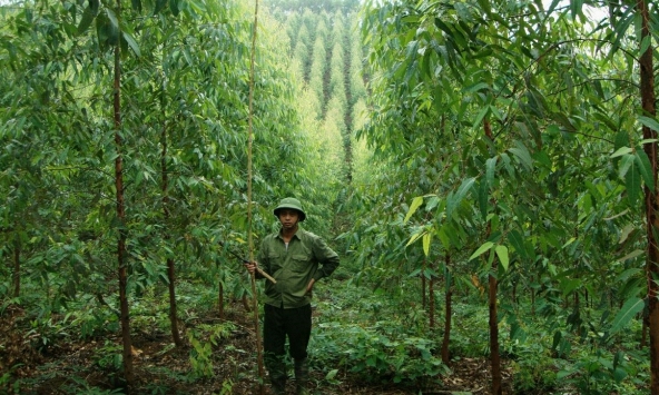 Việt Nam nhận 51,5 triệu USD từ WB cho giảm phát thải thông qua bảo tồn rừng