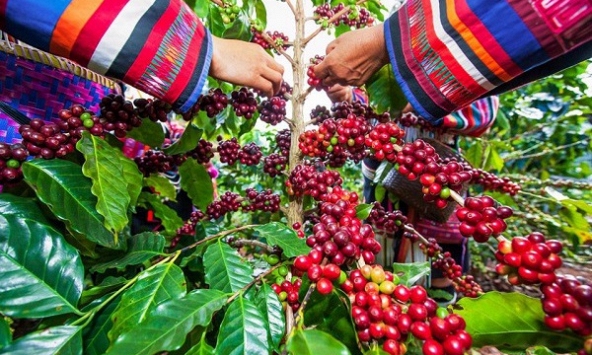 Giá cà phê hôm nay 21/3: Tiếp tục tăng nhẹ