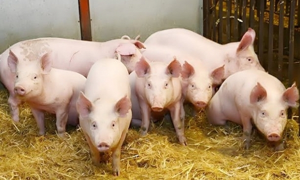 Giá heo hơi hôm nay 20/3: Đà tăng tập trung tại miền Bắc