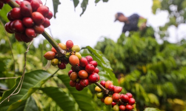 Giá cà phê hôm nay 22/3: Cao nhất 94.800 đồng/kg