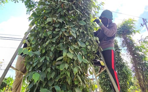 Giá tiêu hôm nay 22/3: Tăng 500 đồng/kg