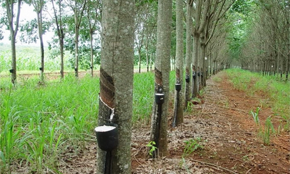 Giá cao su hôm nay 23/3: Tiếp đà giảm
