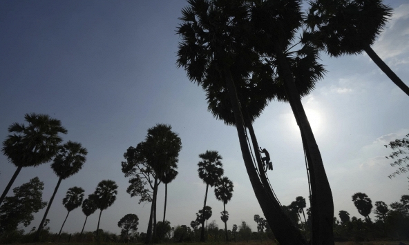 Mồ hôi đắng chát với nghề làm đường thốt nốt của người dân Campuchia