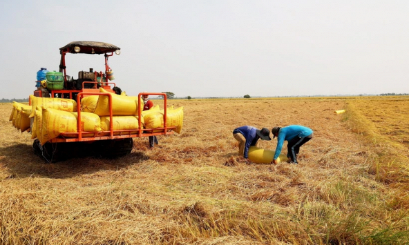 Ổn định các mắt xích trong sản xuất và tiêu thụ lúa gạo