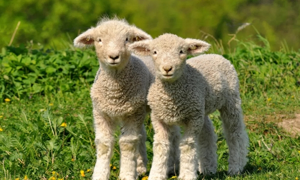 Ai đã nghĩ ra mẹo đếm cừu để chữa chứng mất ngủ và nó có hiệu quả không? 