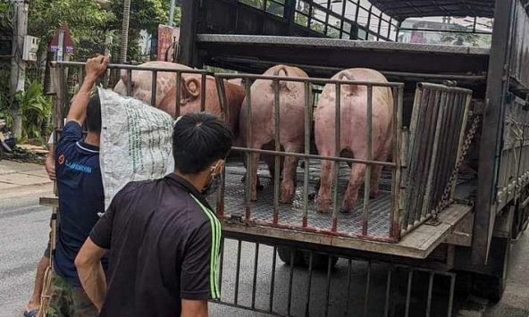 Giá heo hơi hôm nay 25/3: Đợt tăng đã đạt đỉnh?