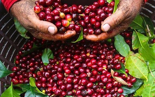 Giá cà phê hôm nay 25/3: Duy trì ở mức cao