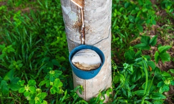 Giá cao su hôm nay 26/3: Tăng trên sàn Thượng Hải