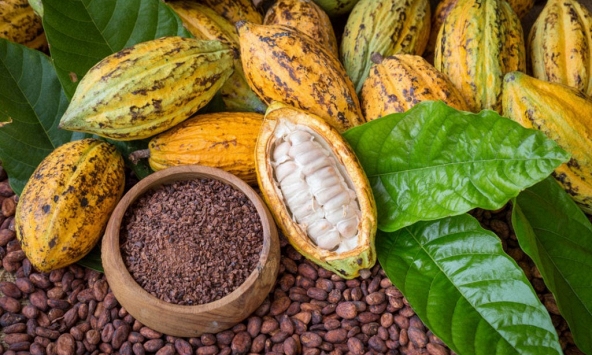 Giá ca cao tăng vọt lên mức cao nhất mọi thời đại