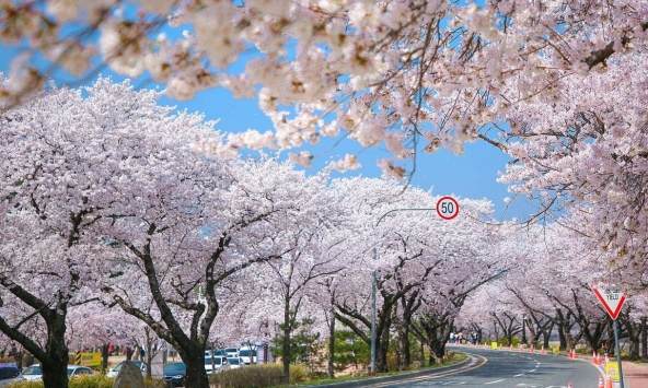 Mùa hoa anh đào ở Hàn Quốc và Nhật Bản đã bắt đầu
