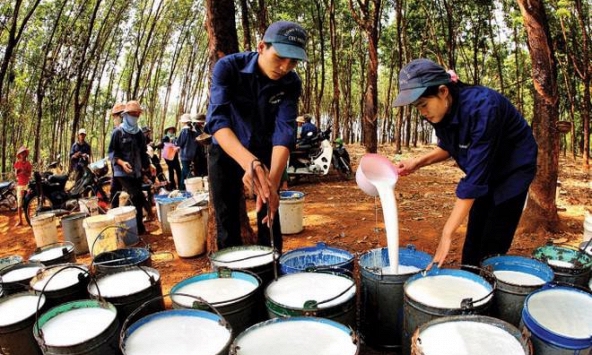 Giá cao su hôm nay 27/3: Tăng, giảm trái chiều