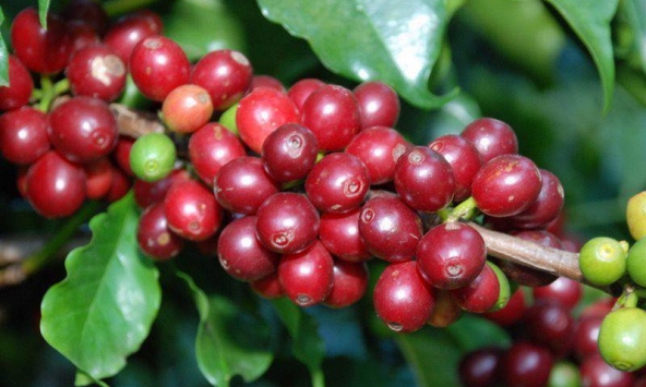 Giá cà phê hôm nay 28/3: Tiếp đà tăng