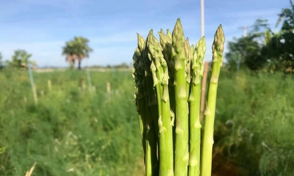 Loại rau giòn ngọt là 'khắc tinh' của tế bào ung thư