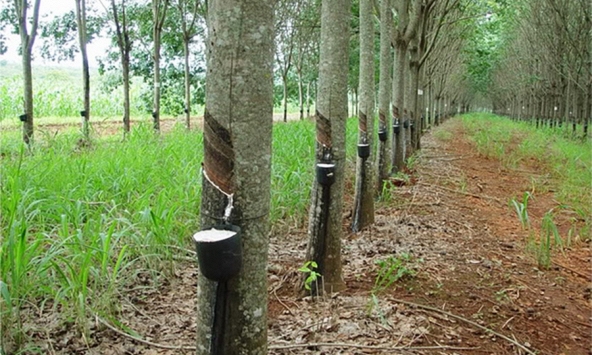 Giá cao su hôm nay 29/3: Tăng trên sàn Thượng Hải