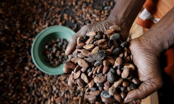 Thị trường cacao thế giới đang trong cơn khủng hoảng mới