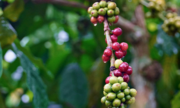 Giá cà phê hôm nay 30/3: Giảm nhẹ