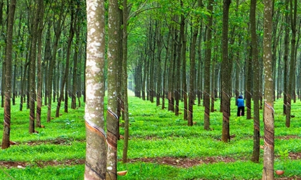 Giá cao su hôm nay 30/3: Không có nhiều biến động