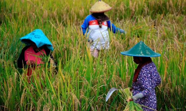Khi El Nino tàn phá, người dân Indonesia chật vật với giá gạo cao kỷ lục
