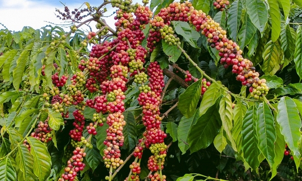 Giá cà phê hôm nay 1/4: Vẫn ở mức cao