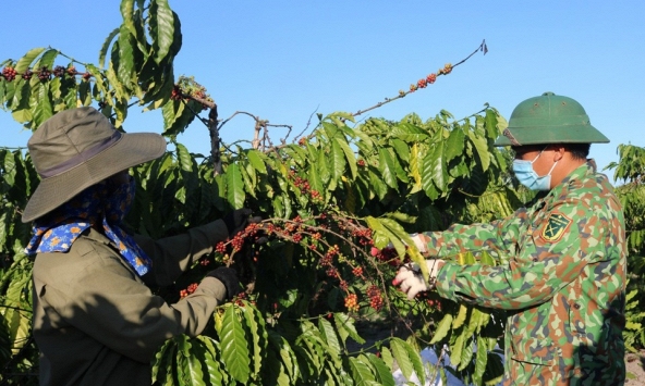 Giá cà phê hôm nay 2/4: Vẫn ở mức cao