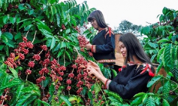 Giá cà phê hôm nay 3/4: Vượt mốc 100.000 đồng/kg