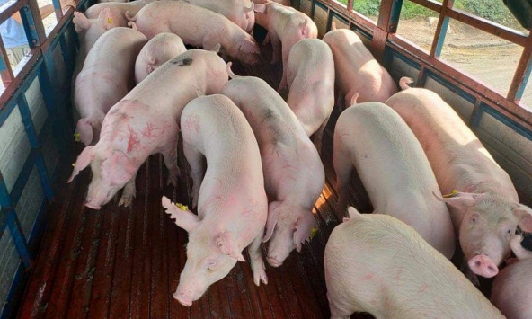 Giá heo hơi hôm nay 3/4: Chờ mốc giá mới