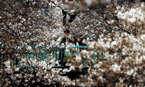 Ngất ngây hoa xuân nở rộ khắp thế giới