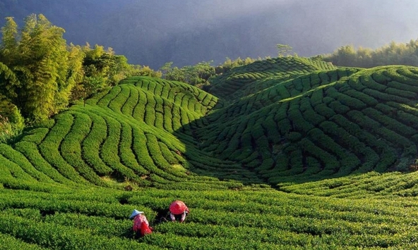 Trung Quốc lao vào cuộc chiến sản xuất trà ở dãy Himalay