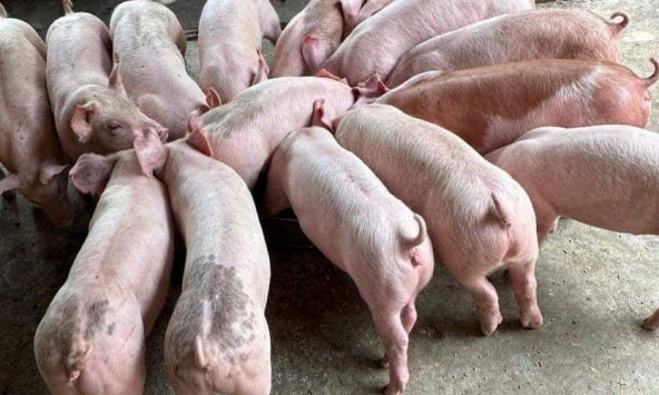 Giá heo hơi hôm nay 4/4: Có thể tăng trong những ngày tới