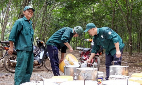 Giá cao su hôm nay 4/4: Biến động trái chiều