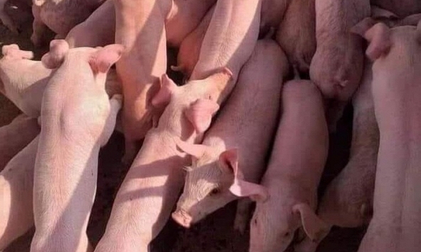 Giá heo hơi hôm nay 5/4: Miền Bắc cao nhất