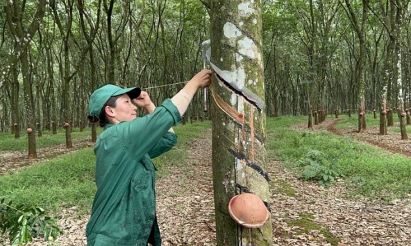 Giá cao su hôm nay 5/4: Giảm ở châu Á