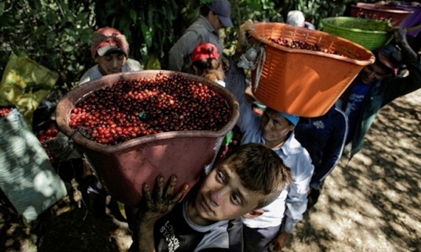 Giá cà phê hôm nay 5/4: Quay đầu giảm