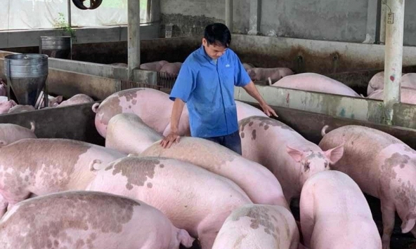 Giá heo hơi hôm nay 6/4: Thịt heo nhập đe dọa giá heo hơi trong nước