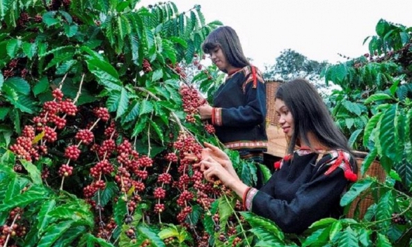 Giá cà phê hôm nay 8/4: Tiếp tục ở mức cao