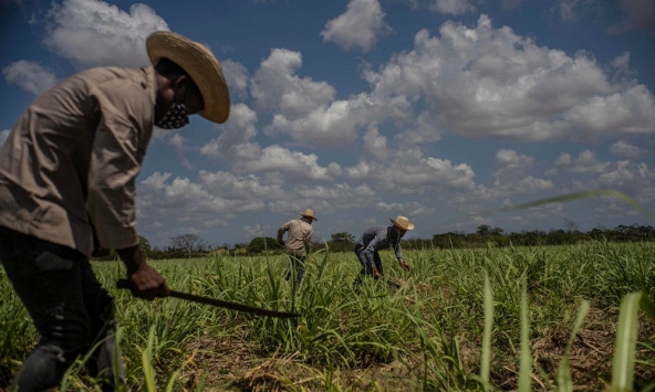 Giá lương thực thế giới tăng lần đầu tiên sau 7 tháng, dẫn đầu là dầu ăn và sữa