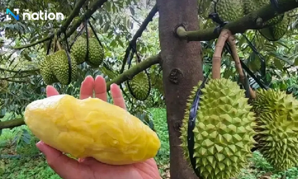 Việt Nam vượt Thái Lan về xuất khẩu sầu riêng sang Trung Quốc