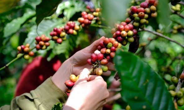 Giá cà phê hôm nay 9/4: Cao nhất 104.500 đồng/kg