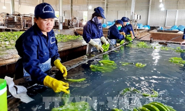 Việt Nam duy trì đà tăng trưởng xuất khẩu sang Ấn Độ